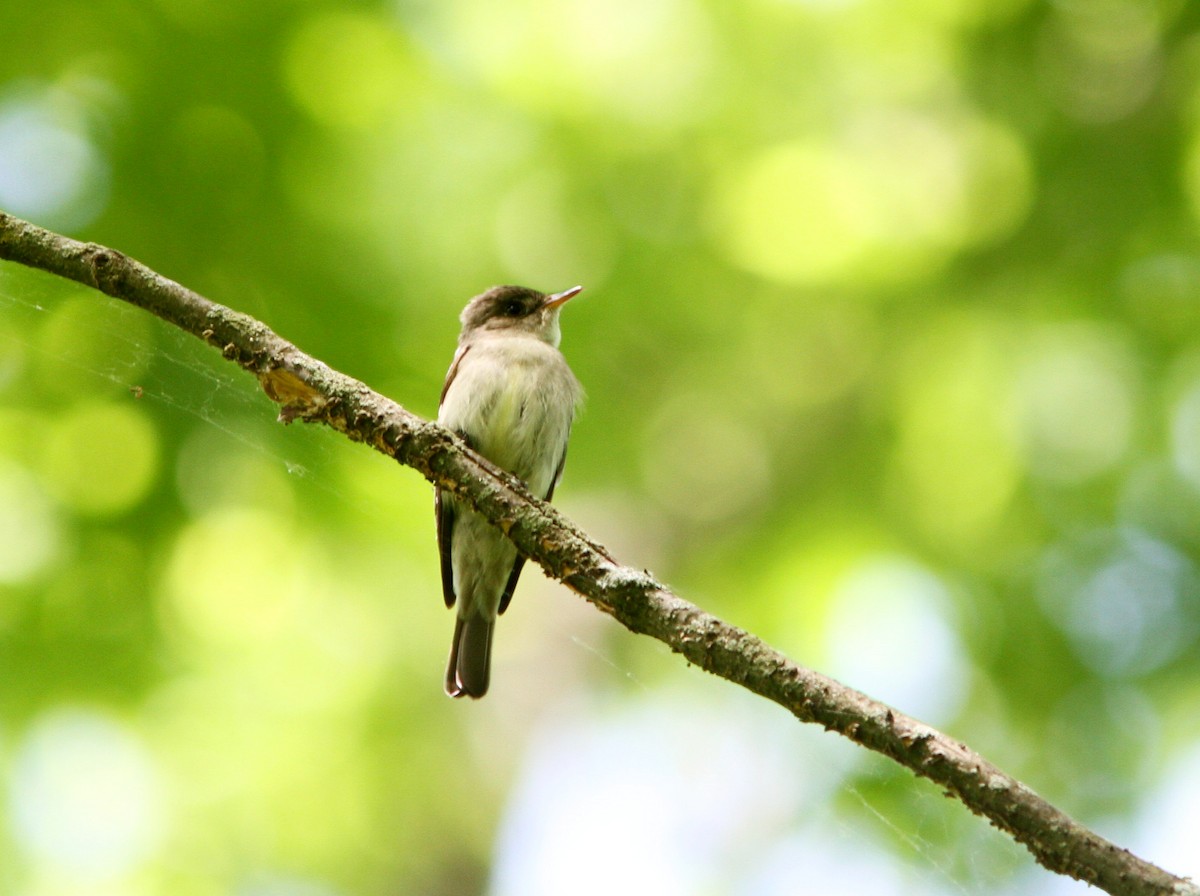 Eastern Wood-Pewee - ML619685818
