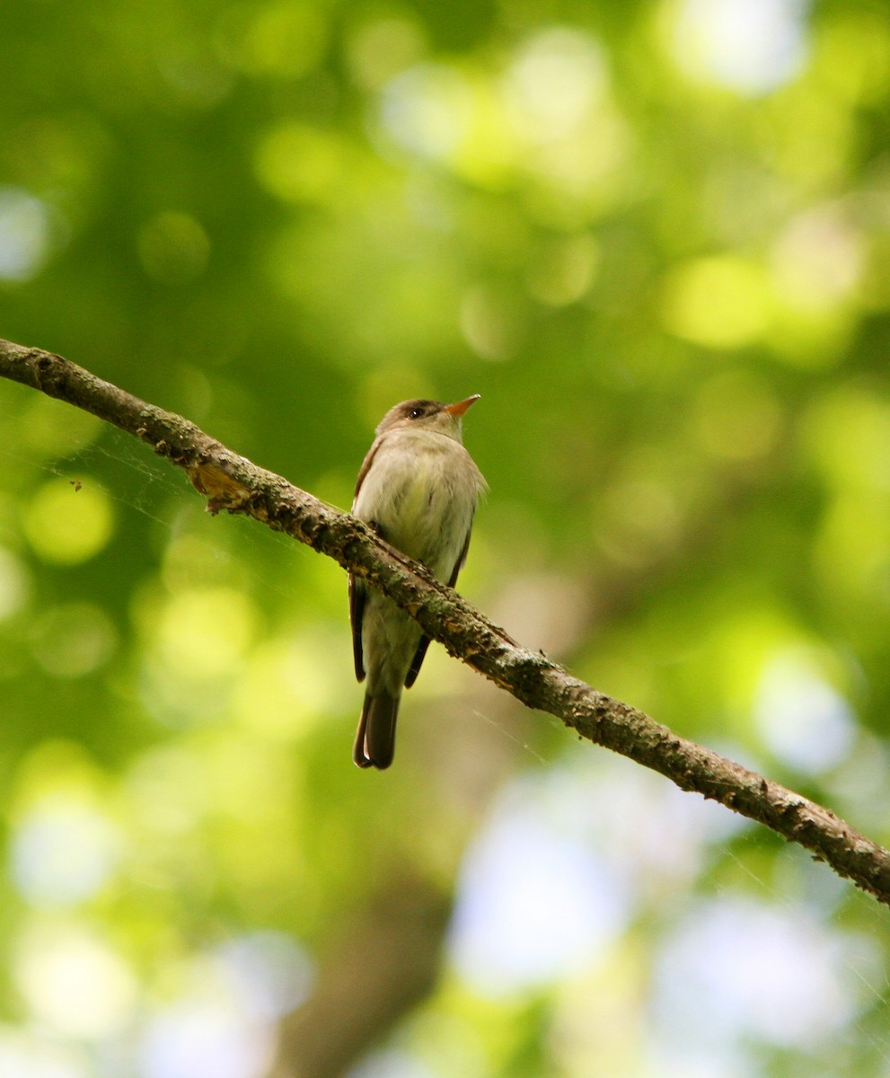 Eastern Wood-Pewee - ML619685819