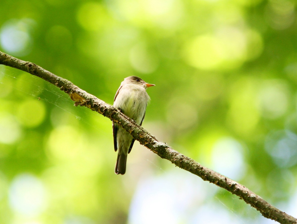 Eastern Wood-Pewee - ML619685820