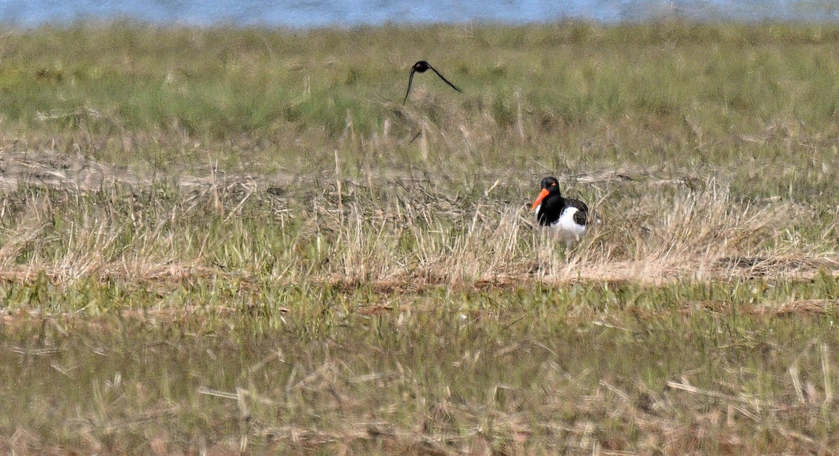 American Oystercatcher - ML619685849