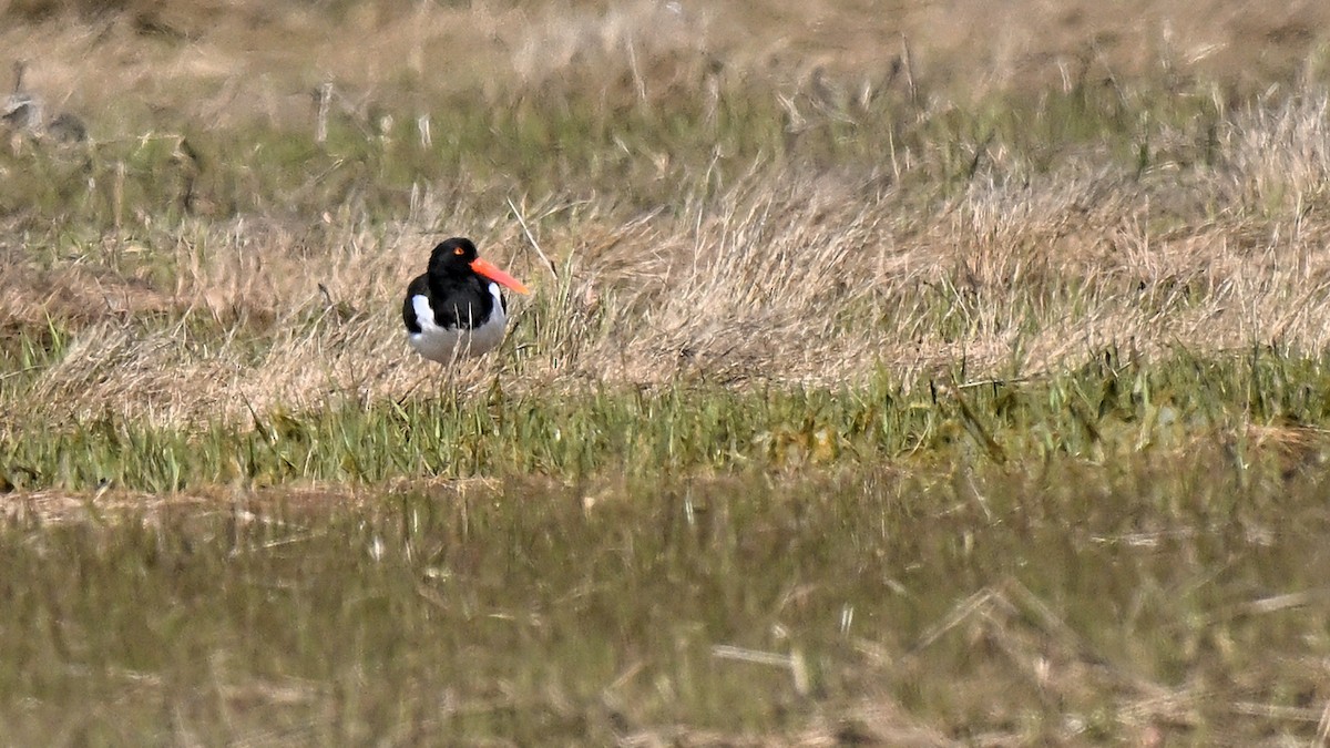 American Oystercatcher - ML619685851