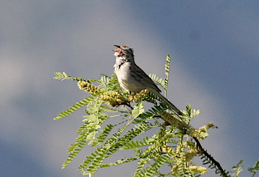 Rufous-winged Sparrow - ML619685853