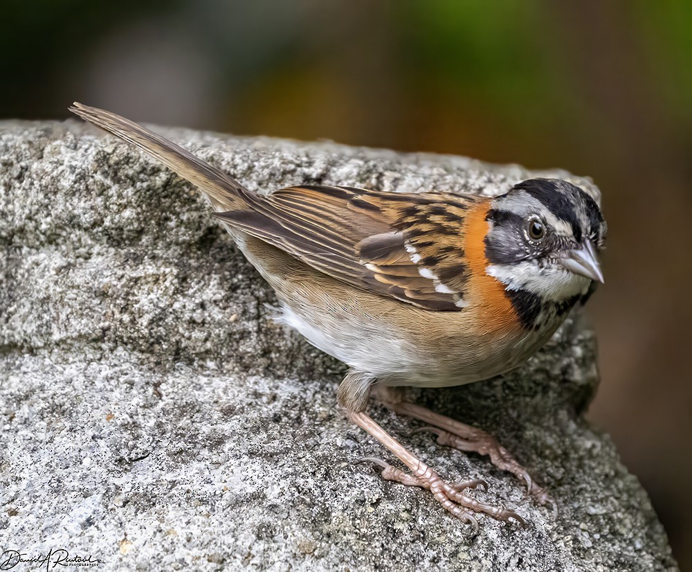 Rufous-collared Sparrow - Dave Rintoul