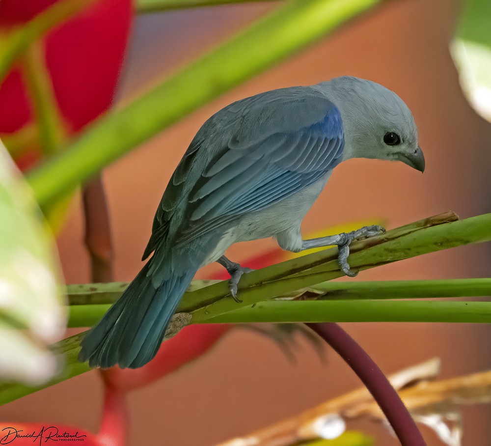 Blue-gray Tanager - ML619685889