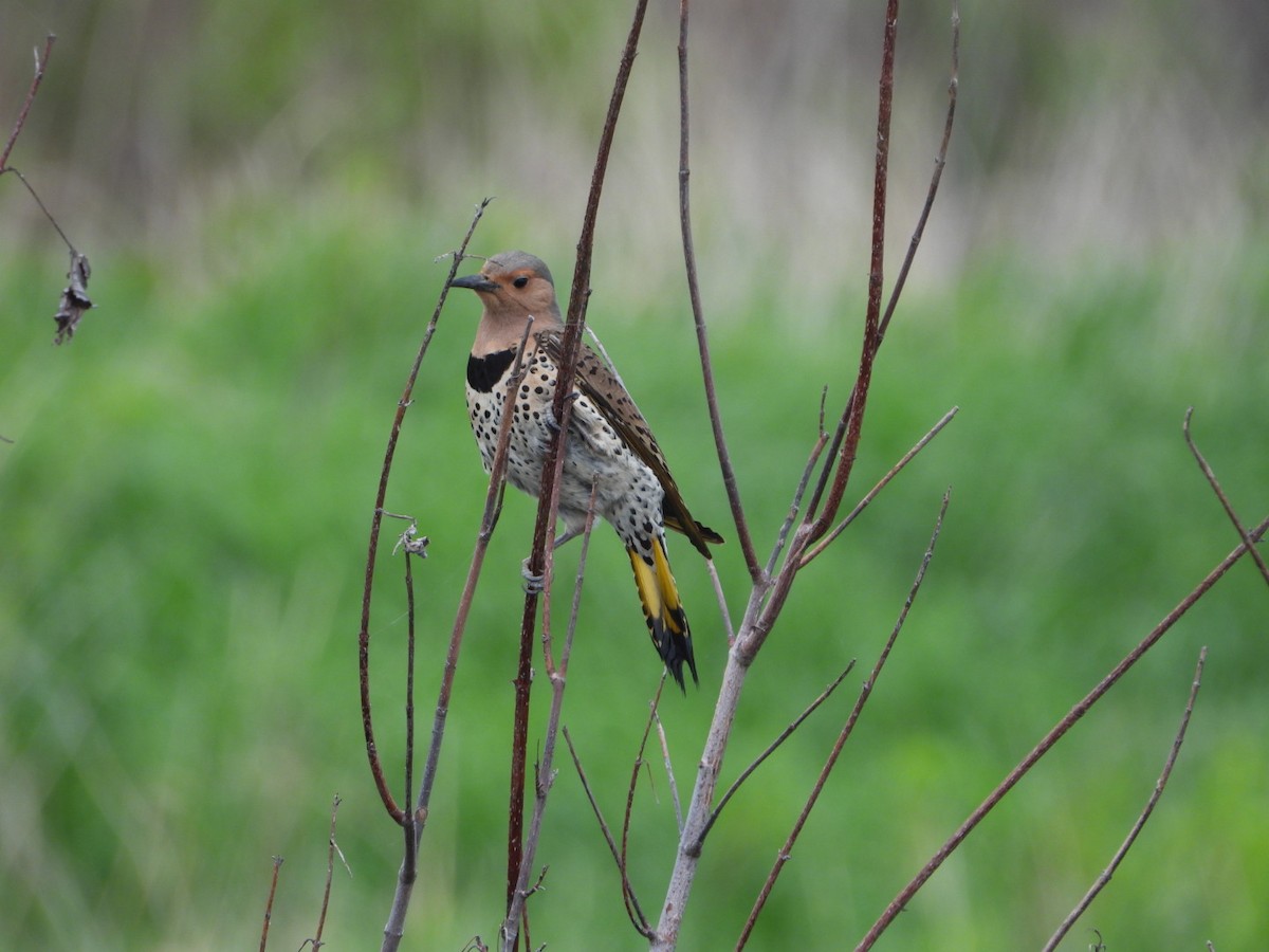 Northern Flicker - ML619685916