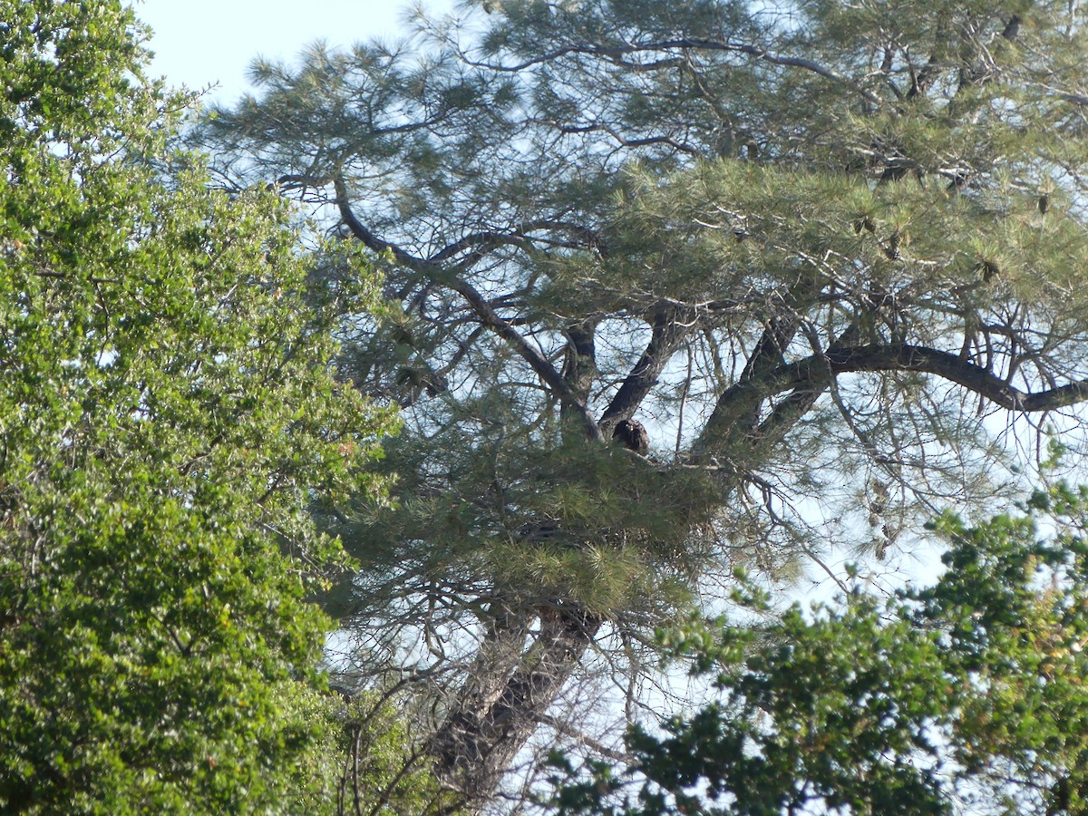 Bald Eagle - ML619685920