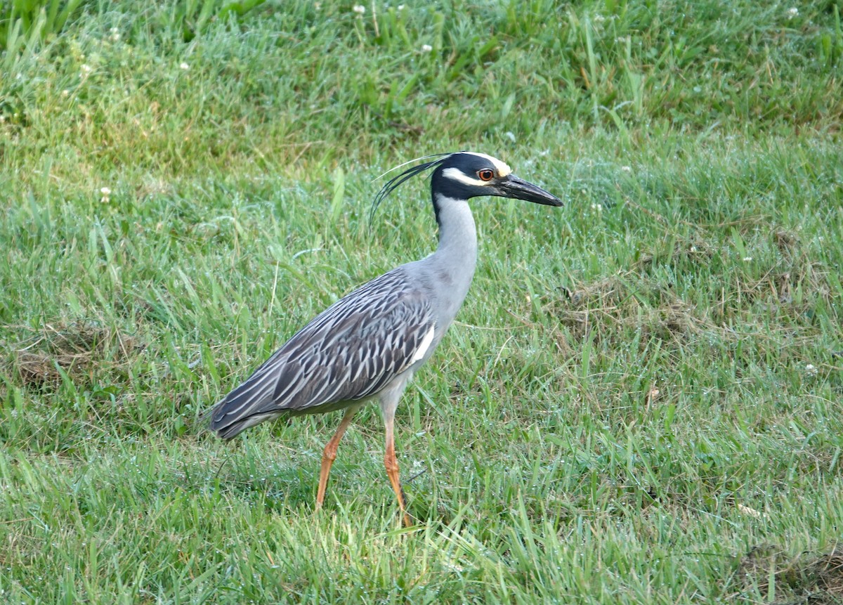 gulkronehegre - ML619685940