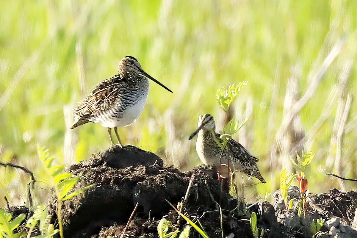 Wilson's Snipe - ML619685949