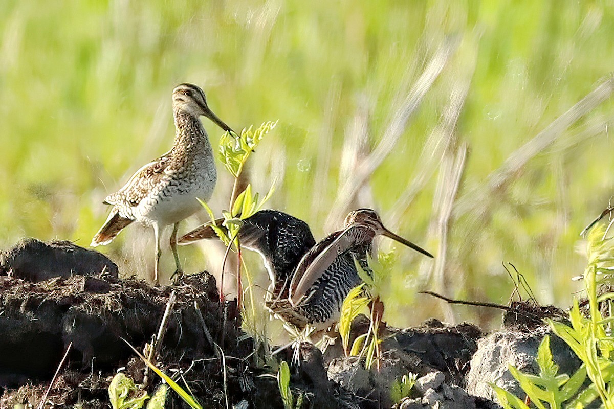 Wilson's Snipe - ML619685950