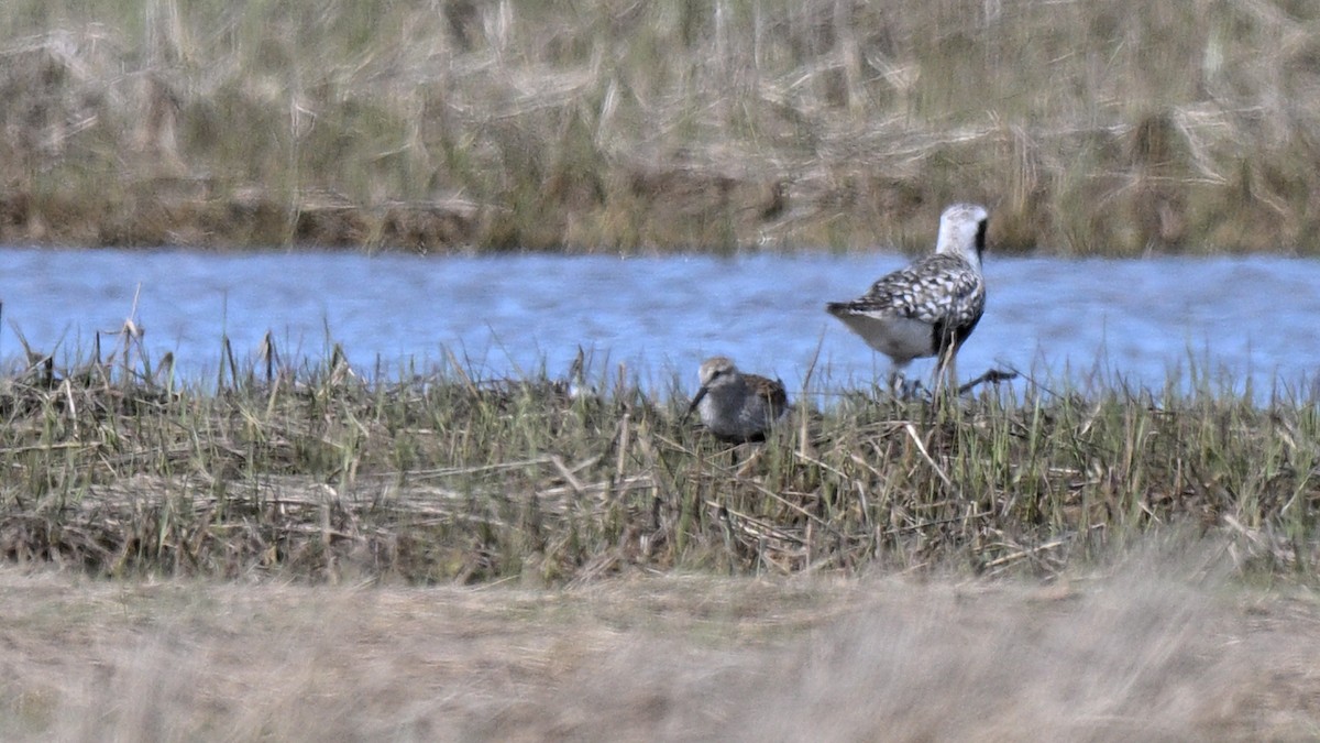 Bécasseau variable - ML619685958