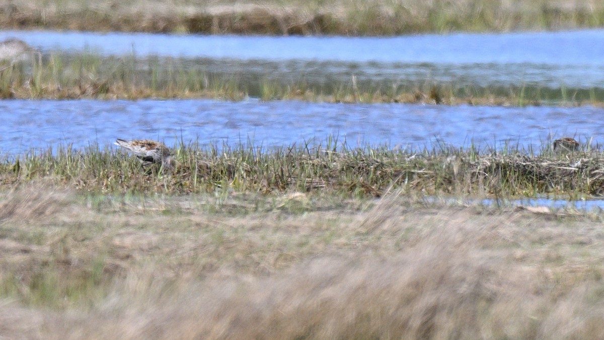 Dunlin - Emerson Fiske