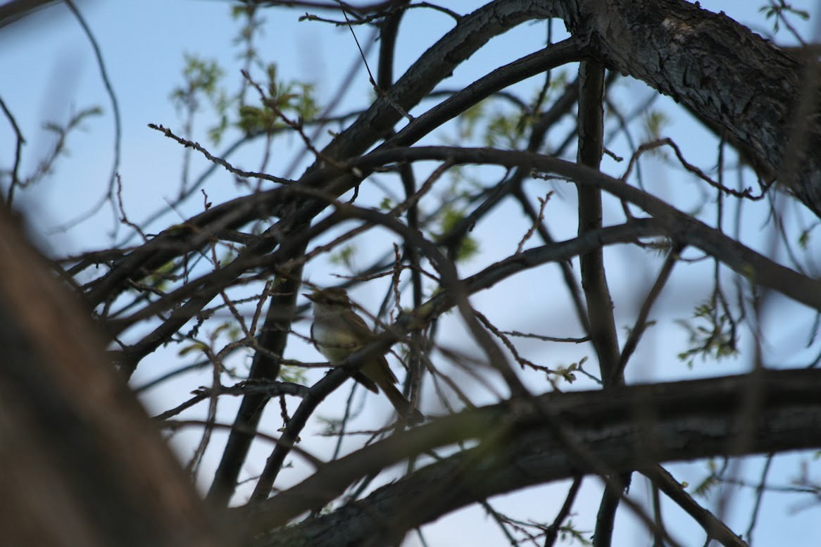 Ash-throated Flycatcher - ML619685970