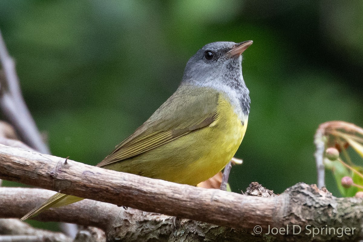 Mourning Warbler - ML619685971