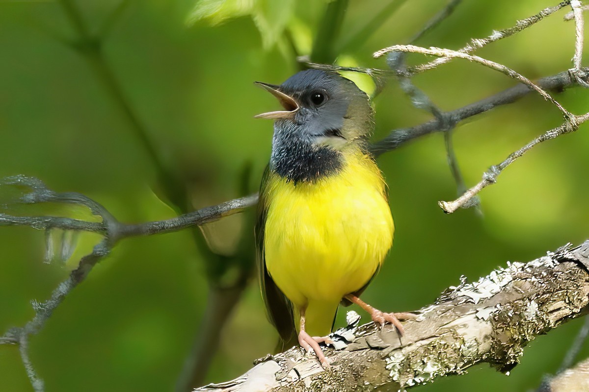 Mourning Warbler - ML619685997