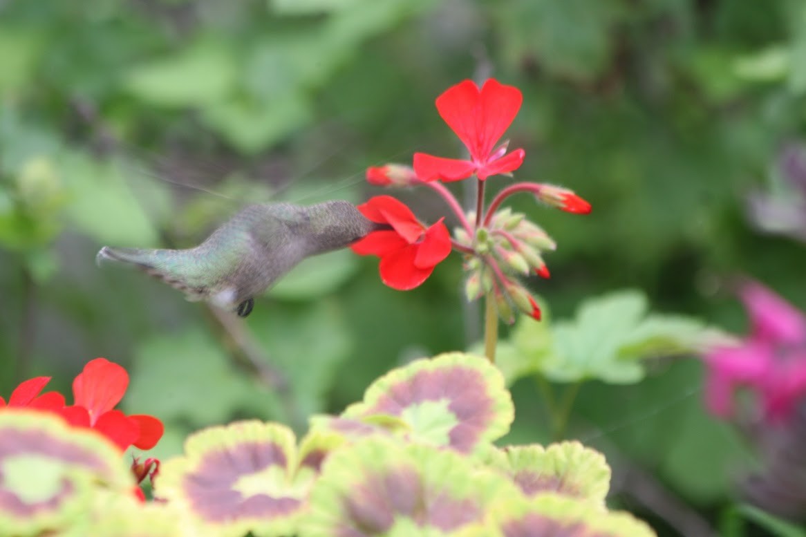 Anna's Hummingbird - ML619686002