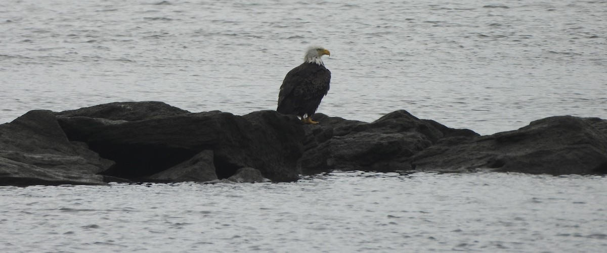 Bald Eagle - ML619686024