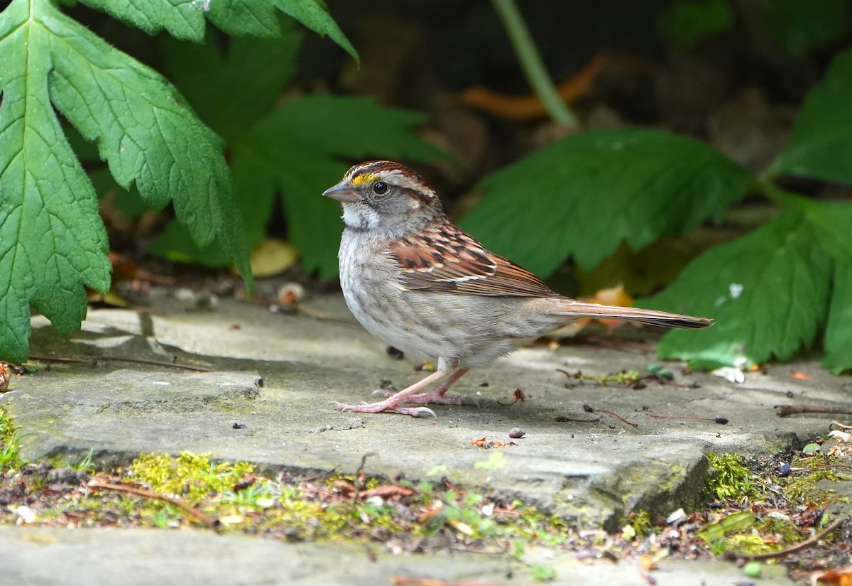 White-throated Sparrow - ML619686027