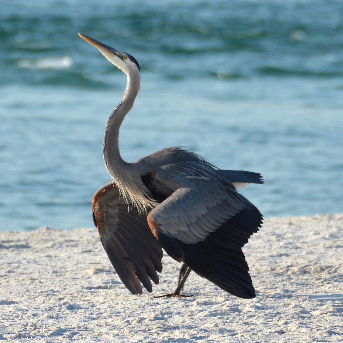 Great Blue Heron - ML619686065