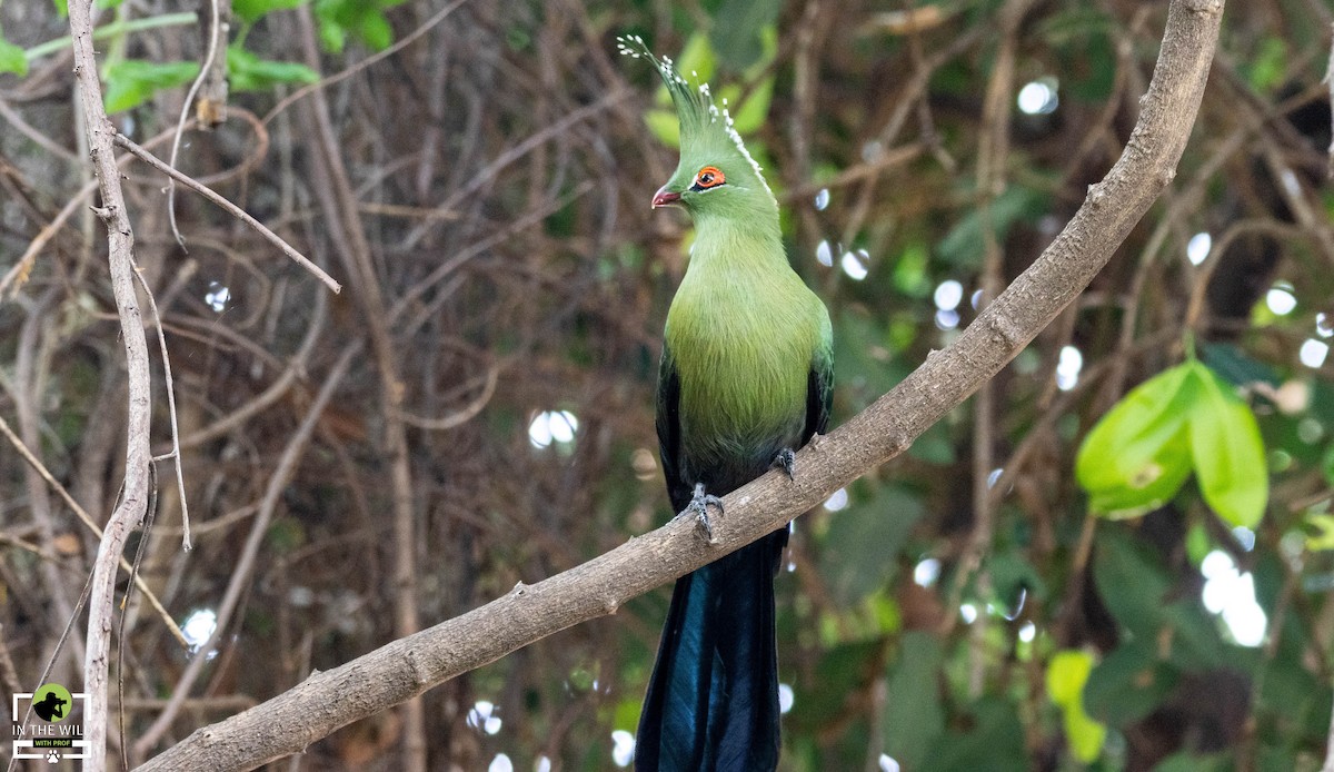 Schalow's Turaco - ML619686083