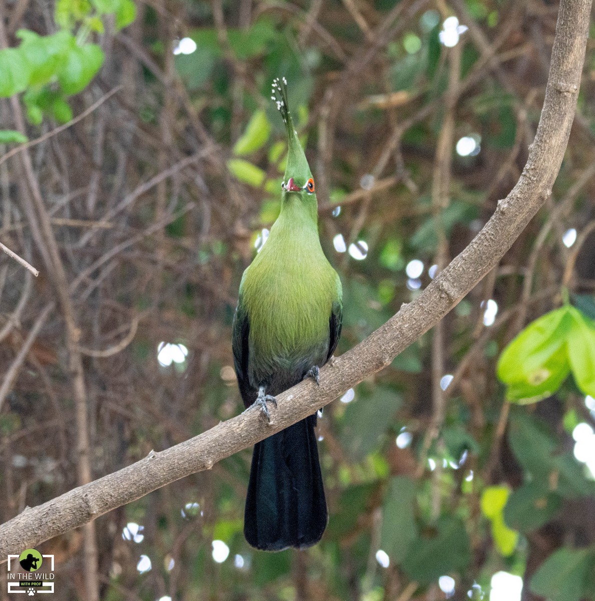 Schalow's Turaco - ML619686084