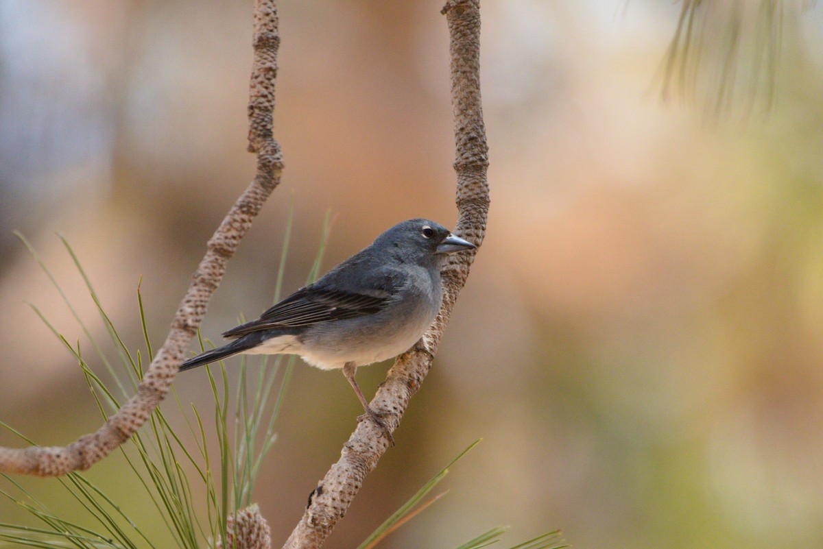 Tenerife Blue Chaffinch - ML619686087