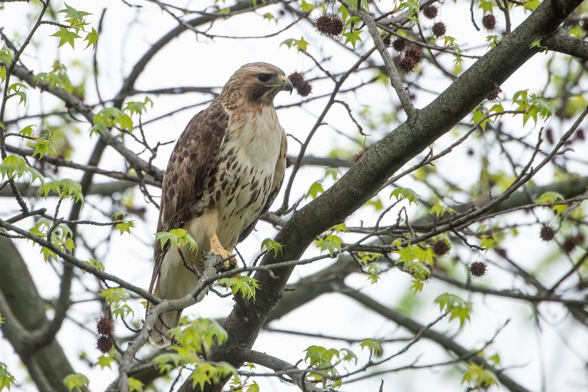 Rotschwanzbussard - ML619686090