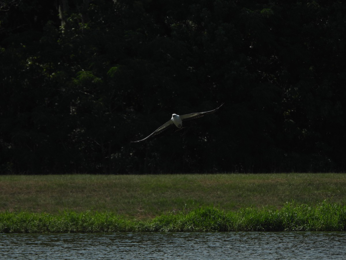 Swallow-tailed Kite - ML619686092