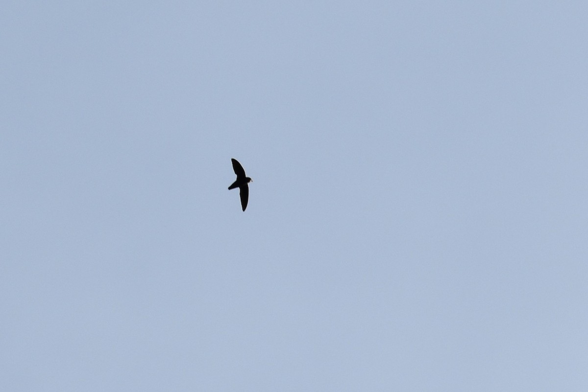 Chimney Swift - ML619686096