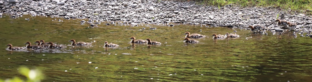 Common Merganser - ML619686122