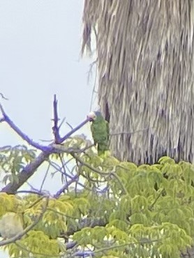 Amazona sp. - ML619686141