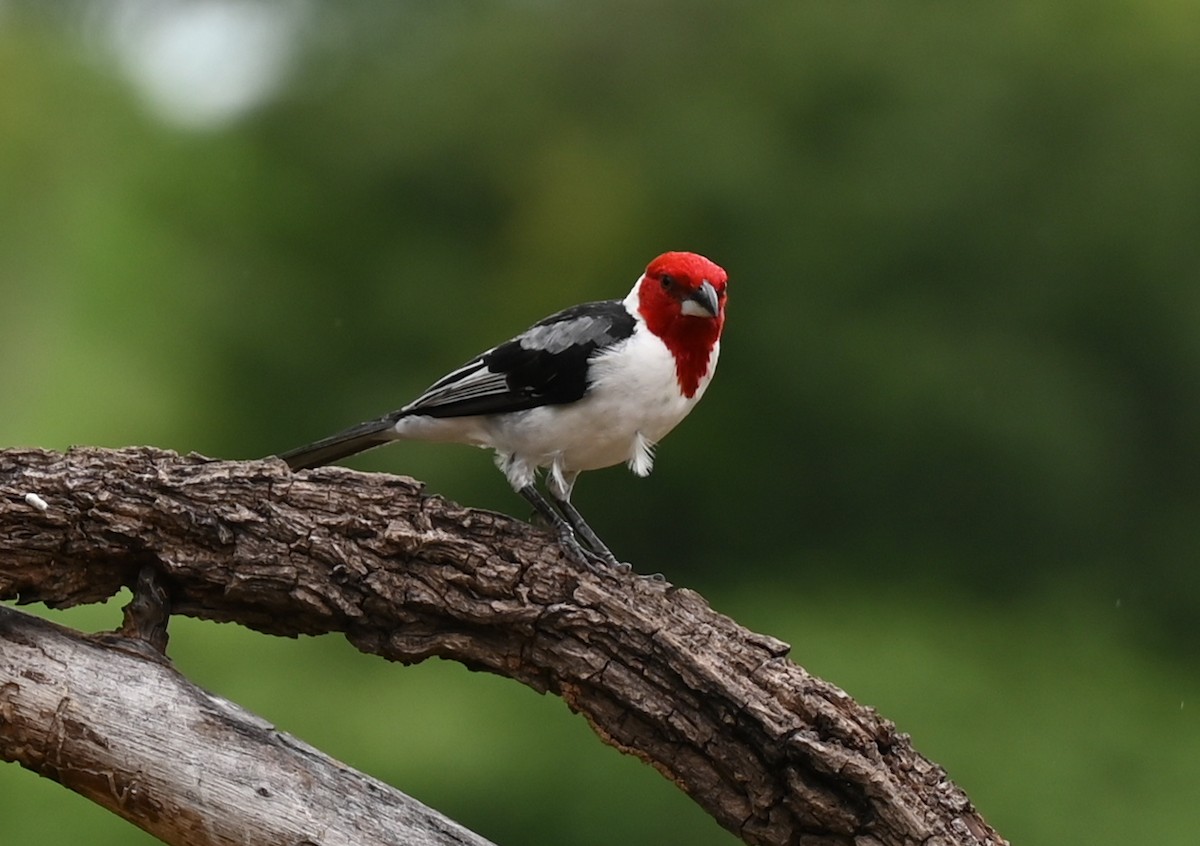 Red-cowled Cardinal - ML619686155