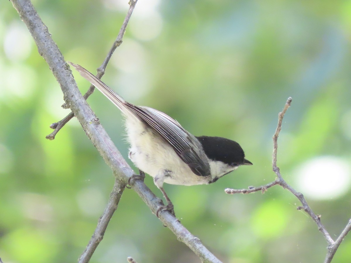 Carolina/Black-capped Chickadee - ML619686163