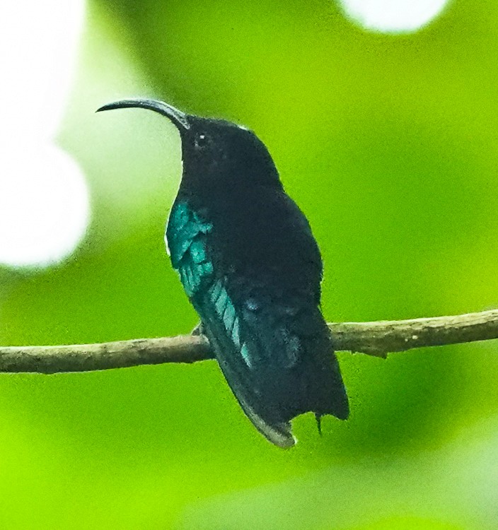 kolibřík nachovohrdlý - ML619686172