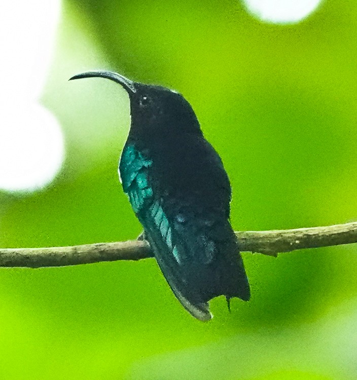 Purple-throated Carib - ML619686172