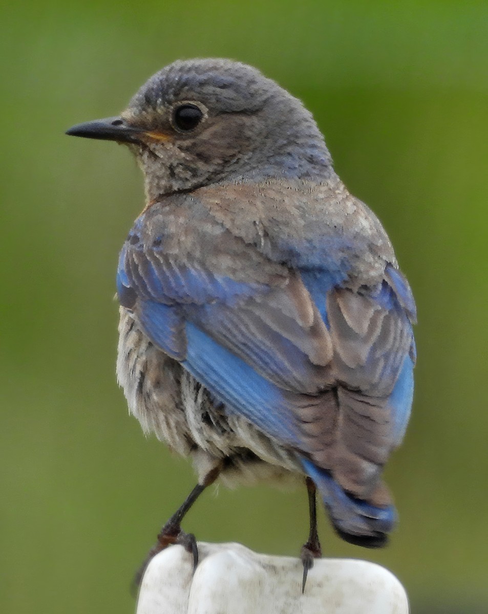 Western Bluebird - ML619686173