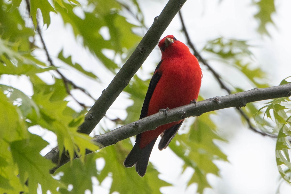 Scarlet Tanager - ML619686186