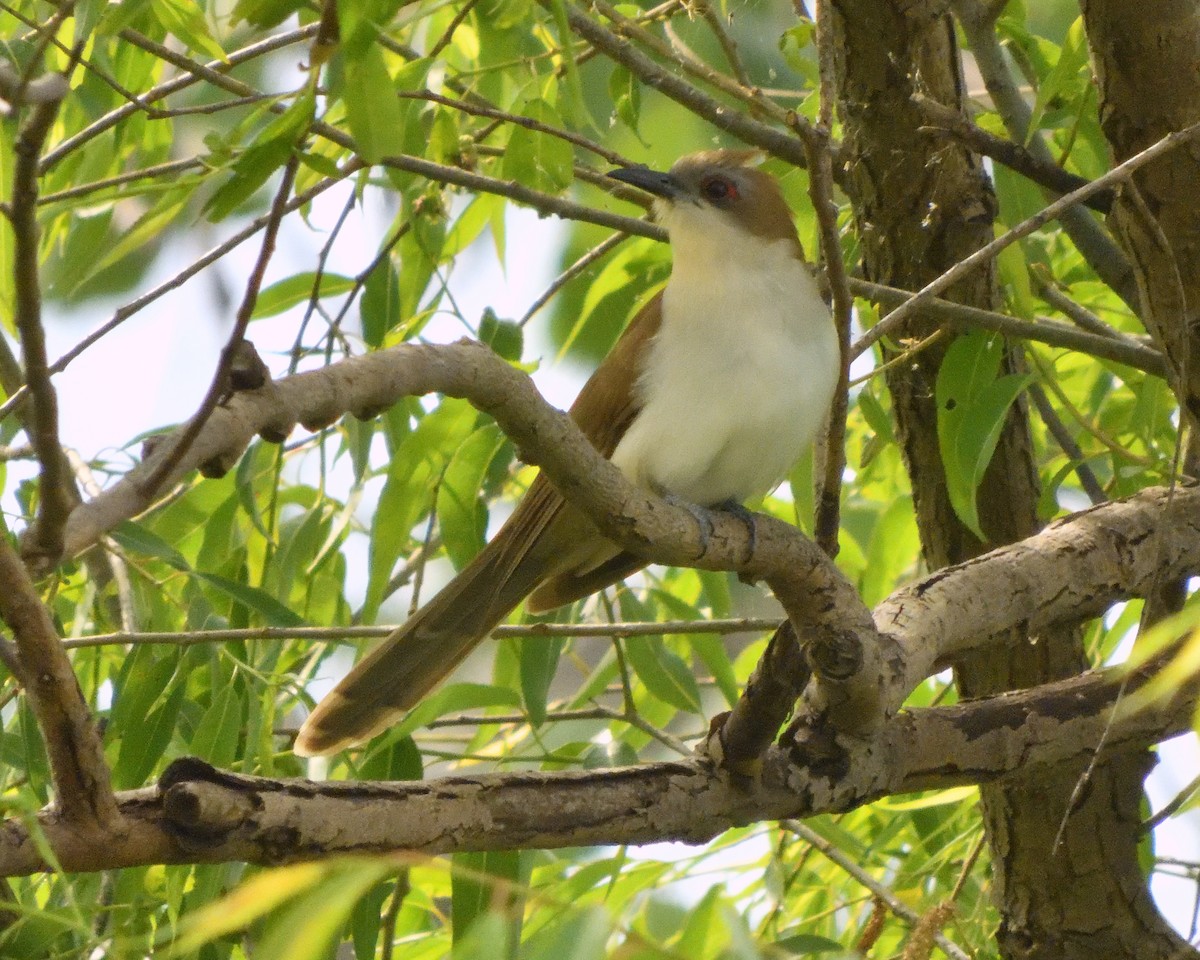 Black-billed Cuckoo - ML619686189