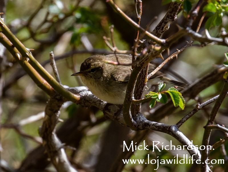 Common Chiffchaff - ML619686214