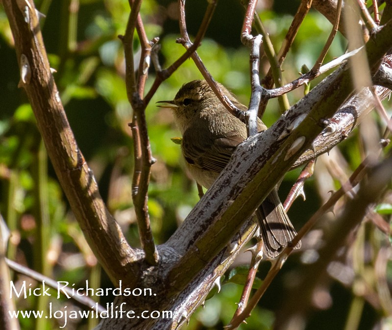 Common Chiffchaff - ML619686215