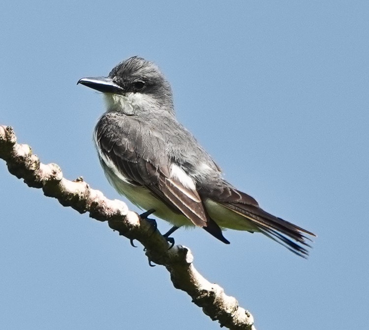 Gray Kingbird - ML619686216