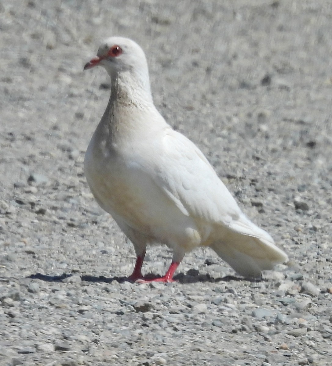 Rock Pigeon (Feral Pigeon) - ML619686254