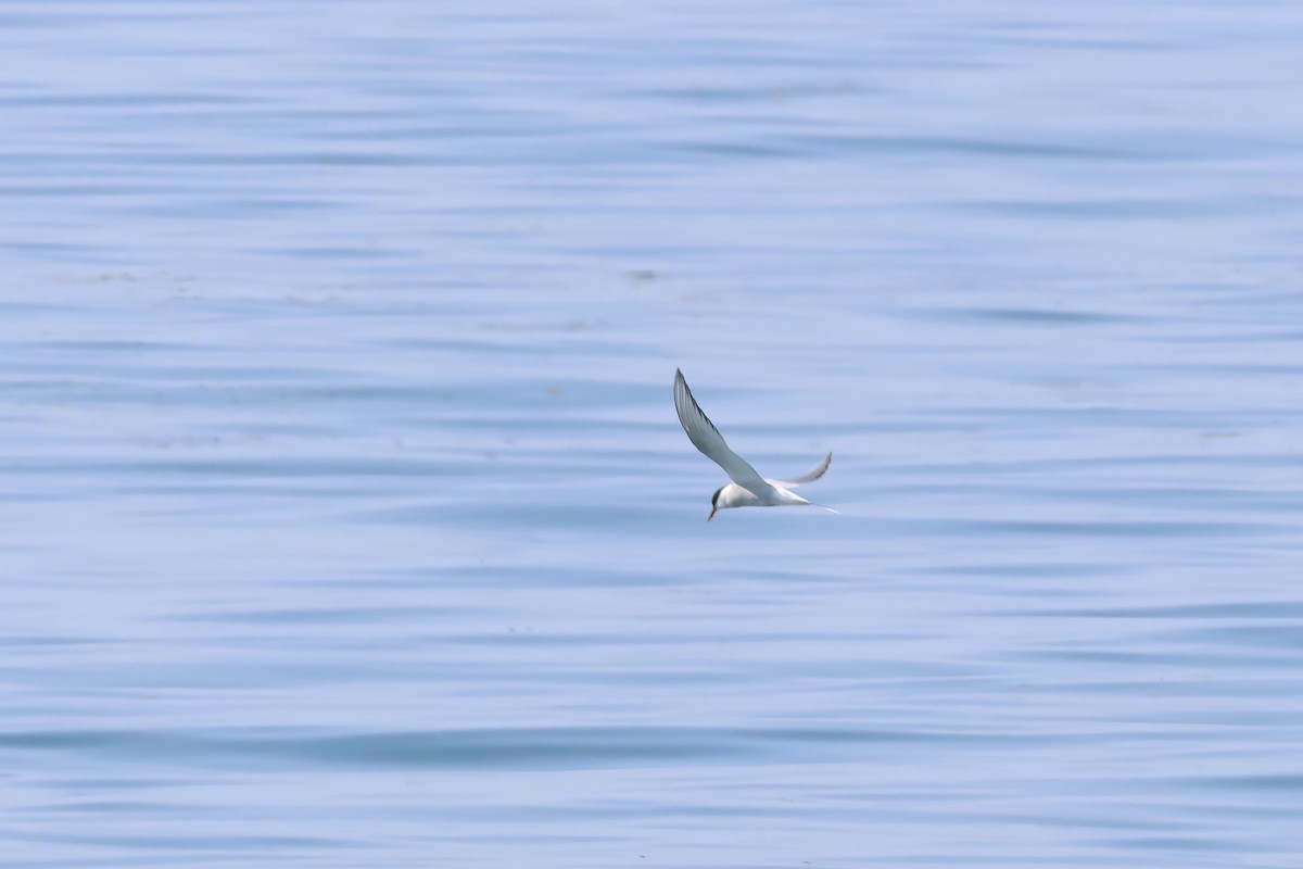 Arctic Tern - ML619686259