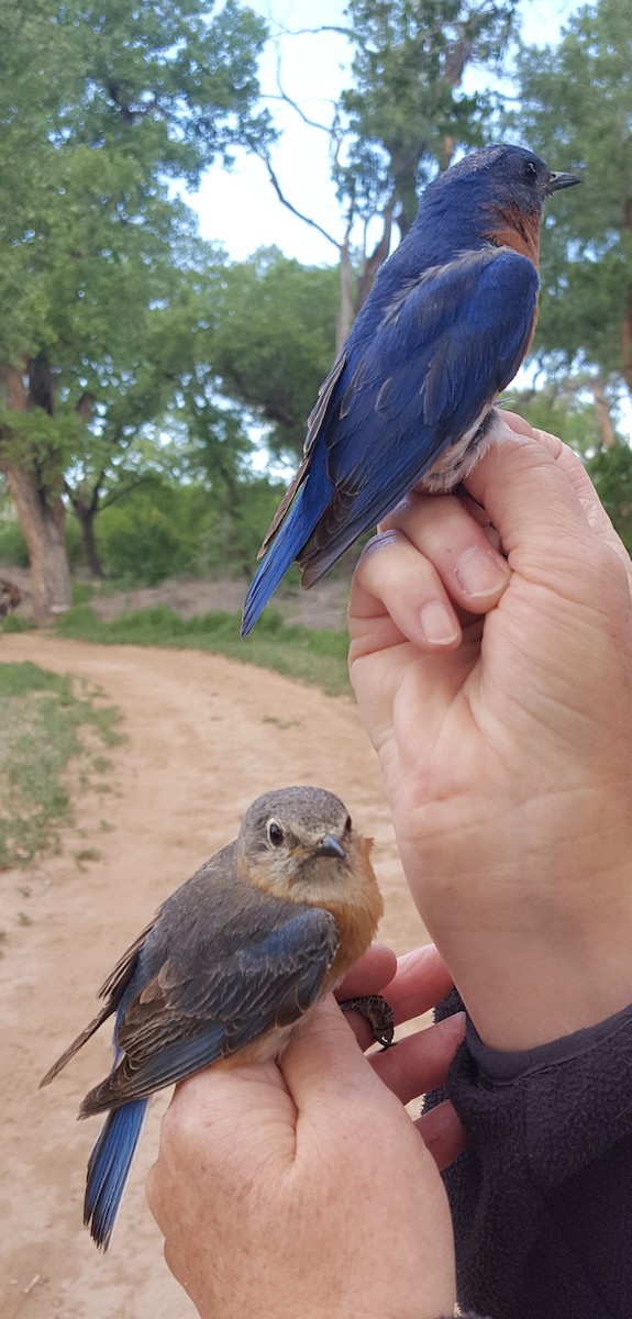 Eastern Bluebird - ML619686261