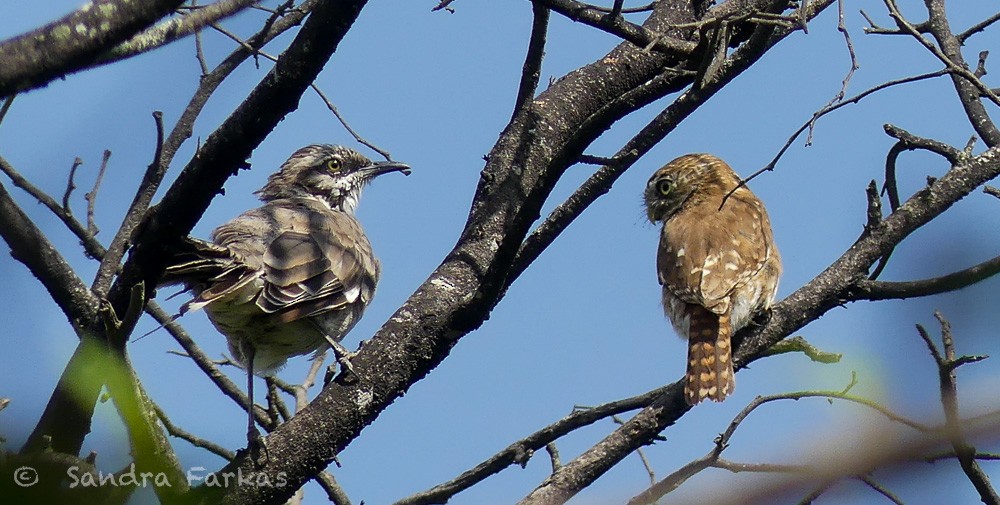 Peruvian Pygmy-Owl - ML619686284