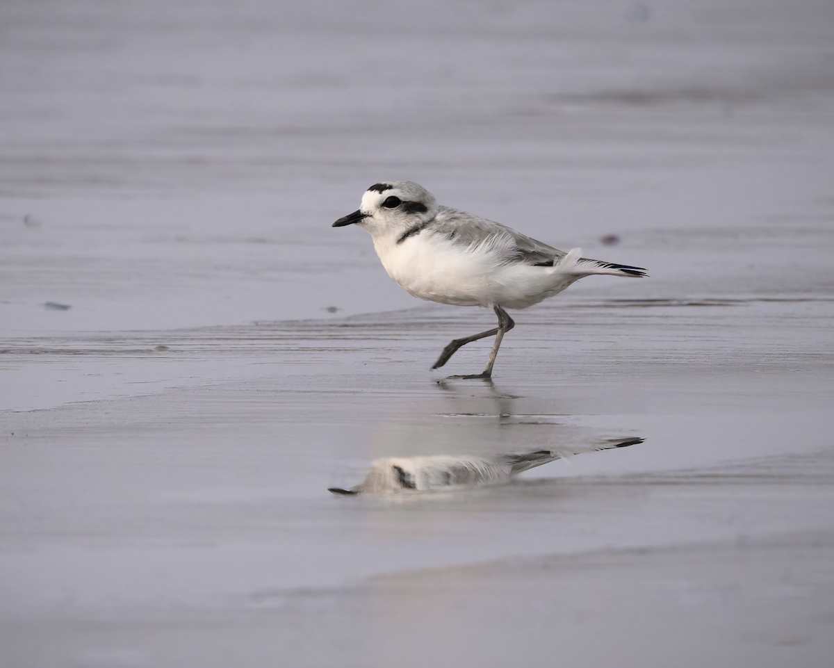 Snowy Plover - ML619686290