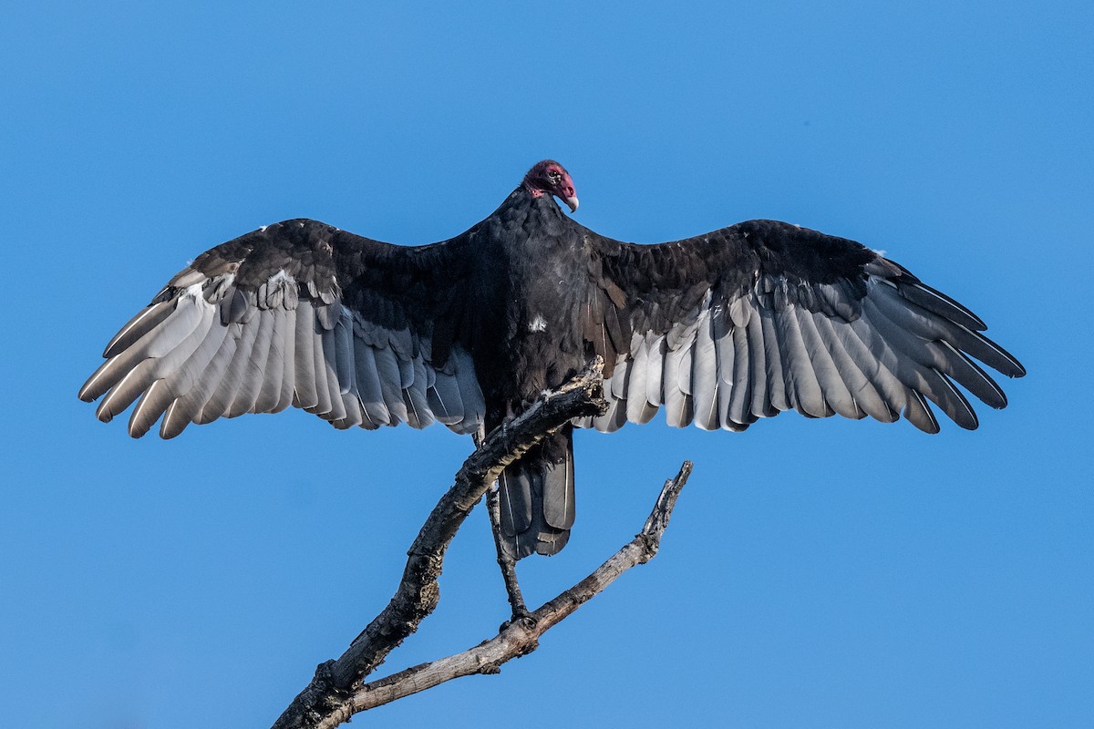 Turkey Vulture - ML619686300