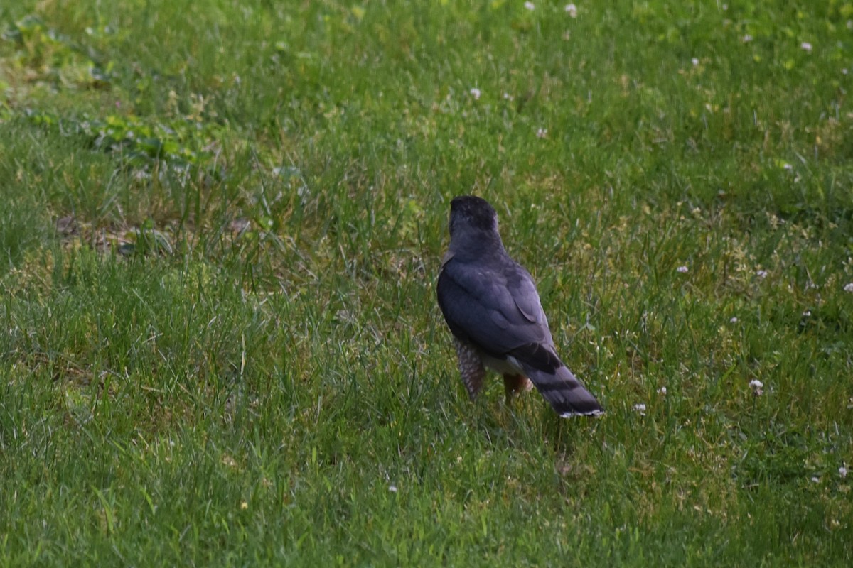 Cooper's Hawk - ML619686318