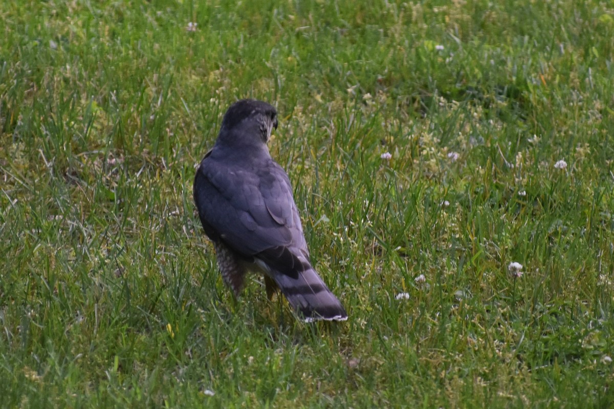 Cooper's Hawk - ML619686319