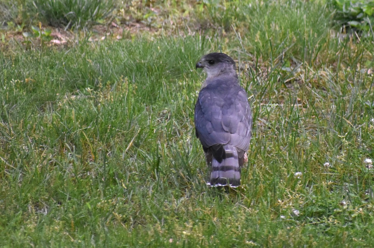 Cooper's Hawk - ML619686320