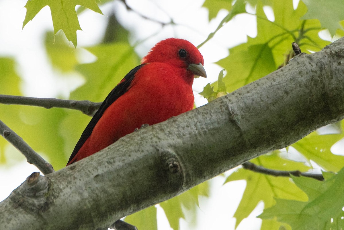 Scarlet Tanager - ML619686322